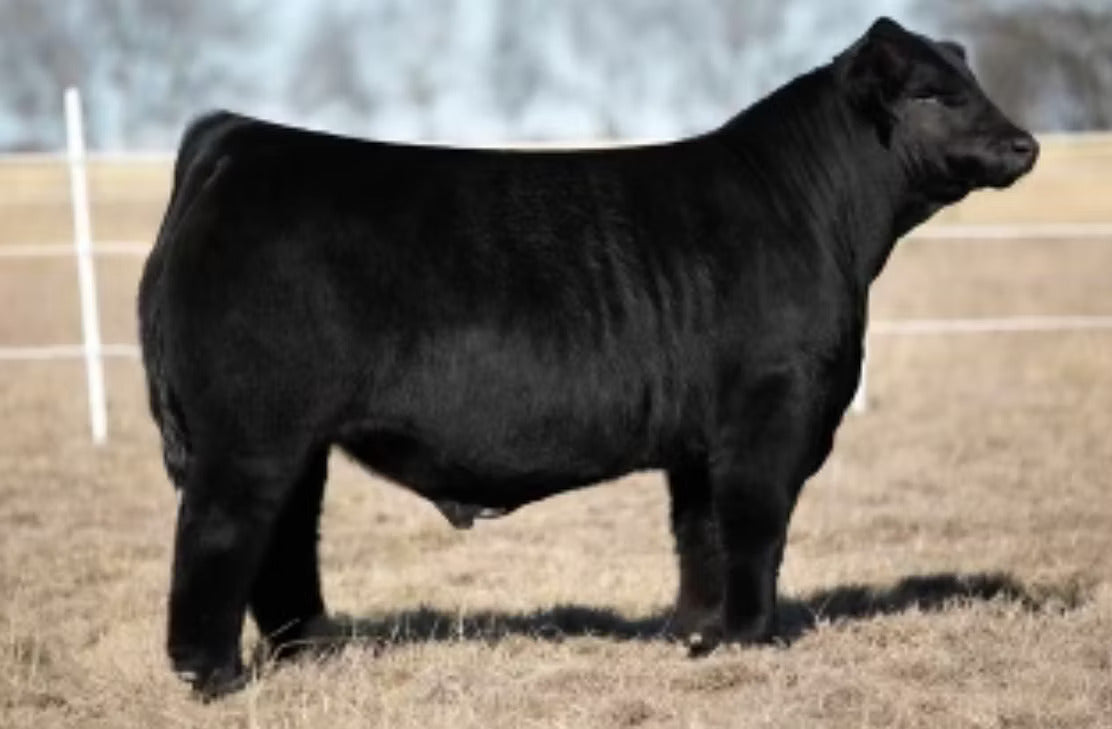 MX Beefy 125 Bull Semen * Genesource
