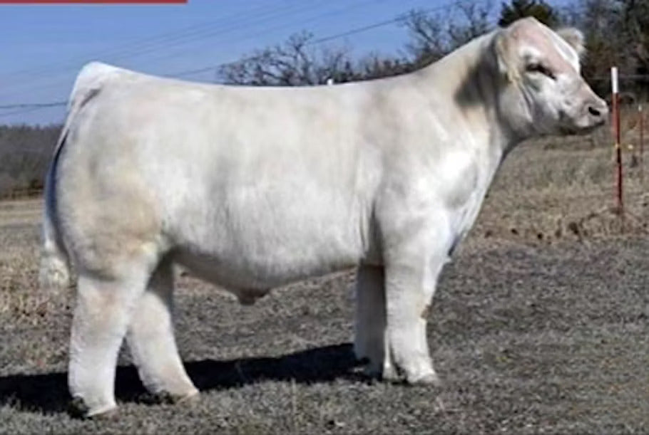 Shaq Attack Bull Semen * Genesource