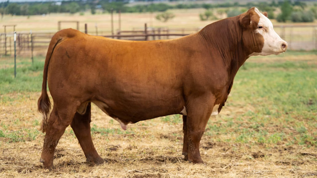 Gravy Train Bull Semen * Genesource