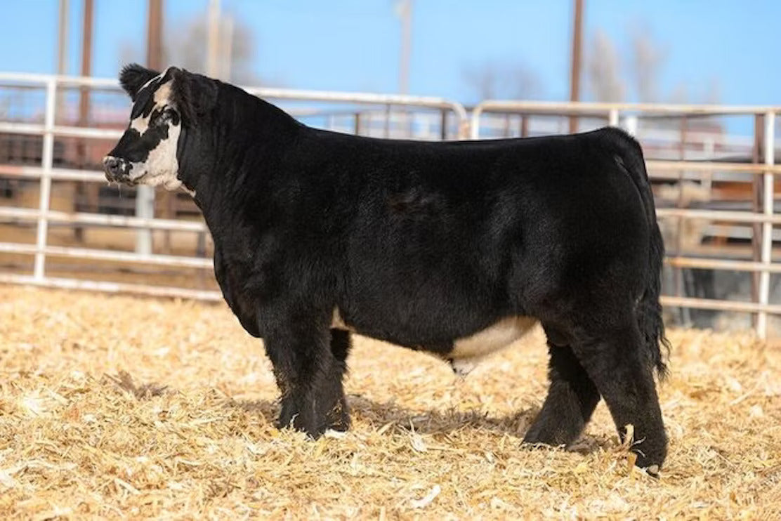 PDM Justified J10 ET Bull Semen * Genesource