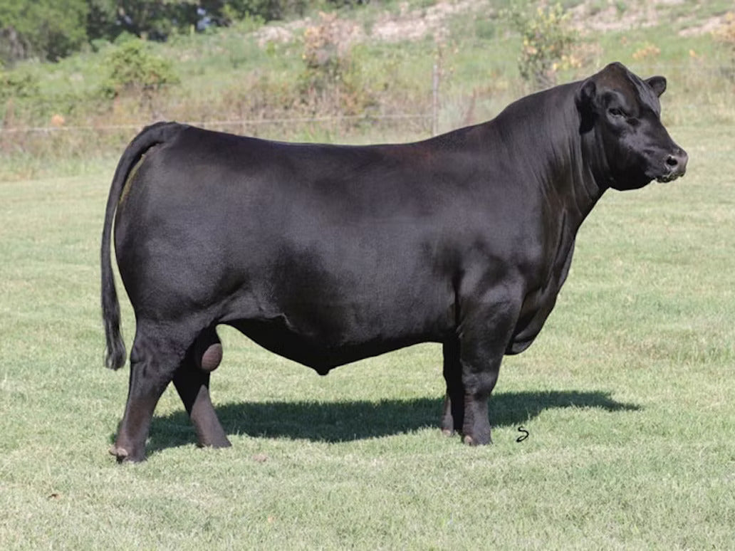 Stevenson Turning Point Bull Semen * Genesource