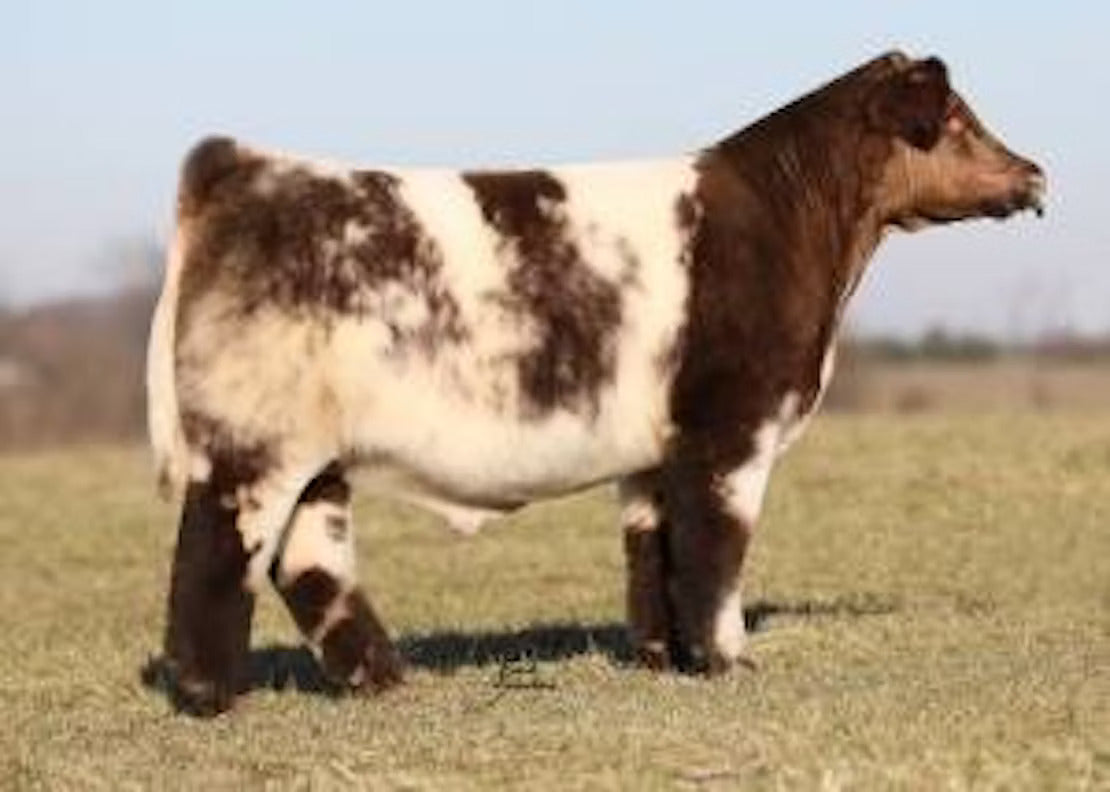 FSF Perfection 812