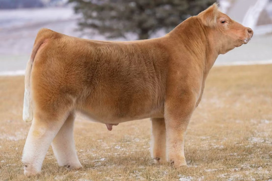 Heir To The Throne Bull Semen * Genesource