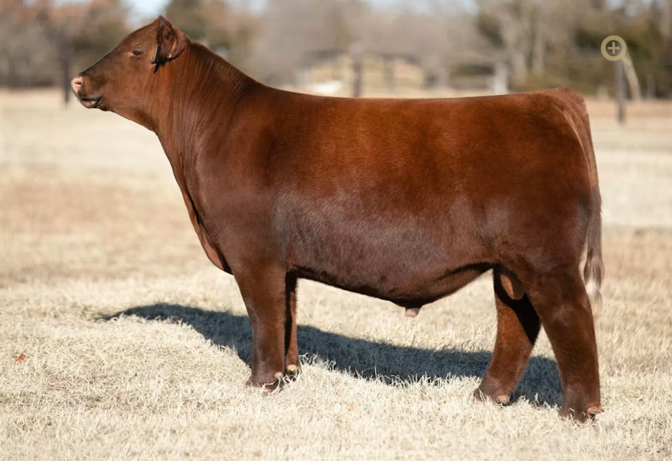 KR Mr. Peacemaker Bull Semen * Genesource