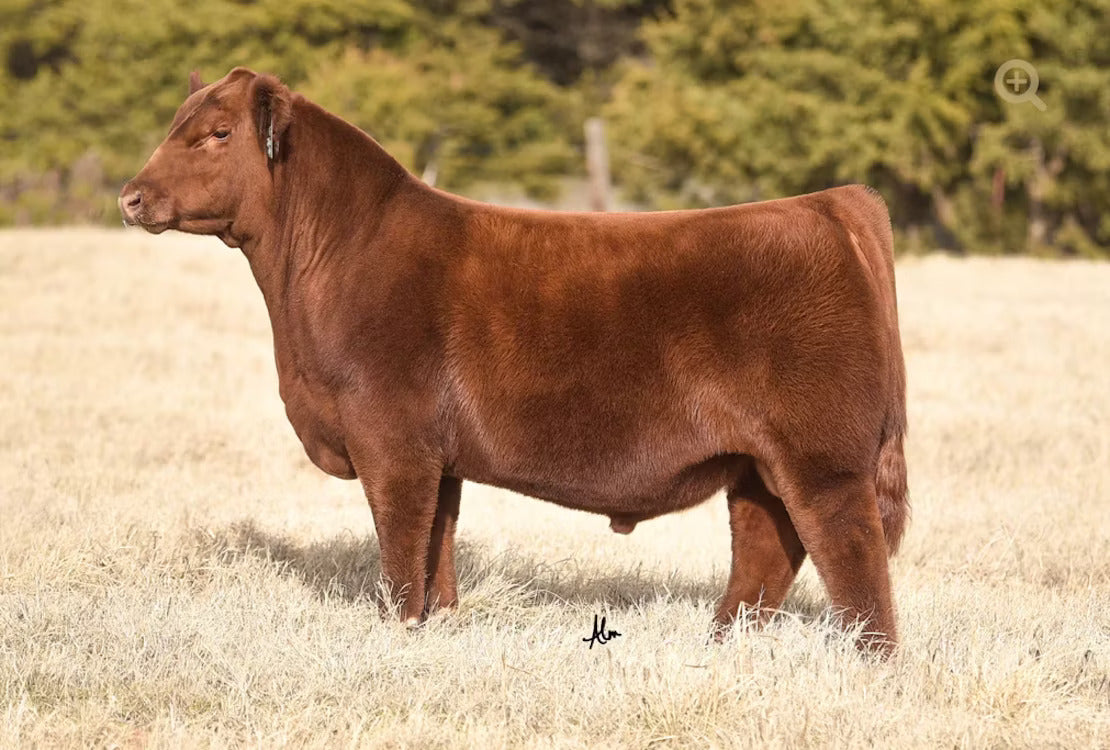 GCC JBCC Harvest Moon 313K Bull Semen * Genesource