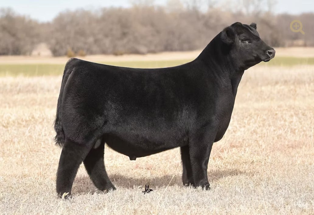 STAG Fortunate Son 233 Bull Semen * Genesource