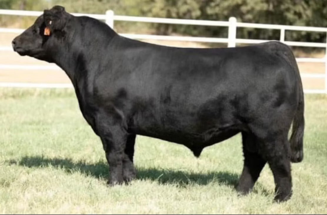 No Doubt About It Bull Semen * Genesource