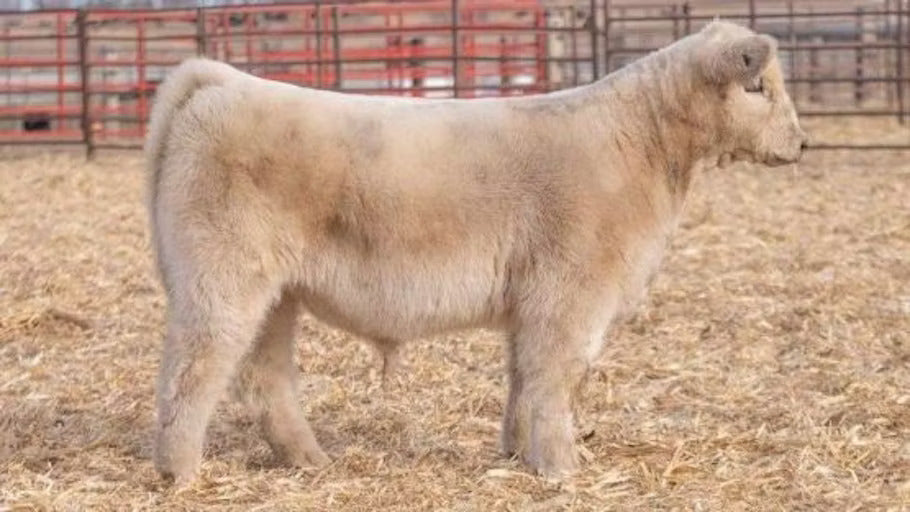 Share The Sugar Bull Semen * Genesource