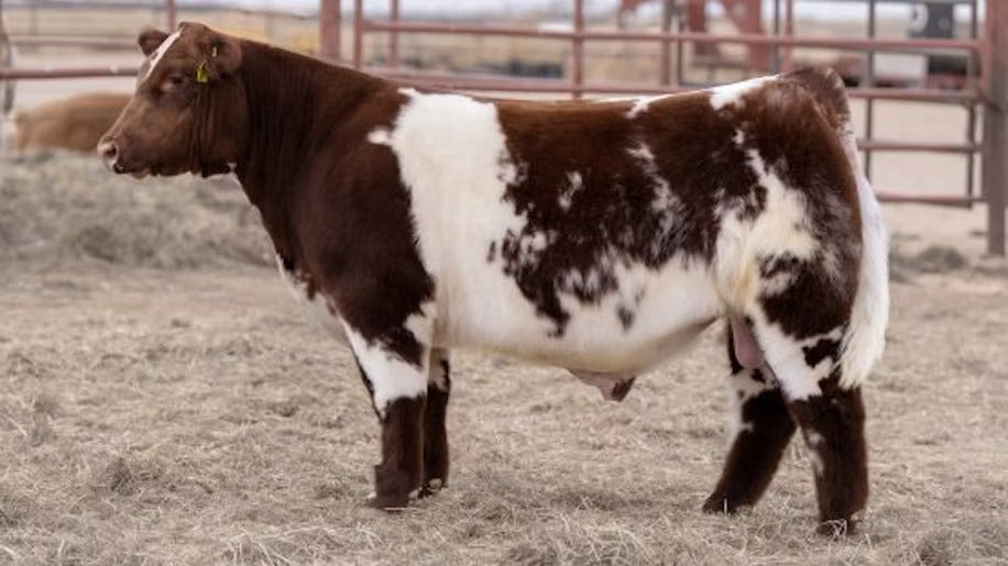 Perfect Connection Bull Semen * Genesource