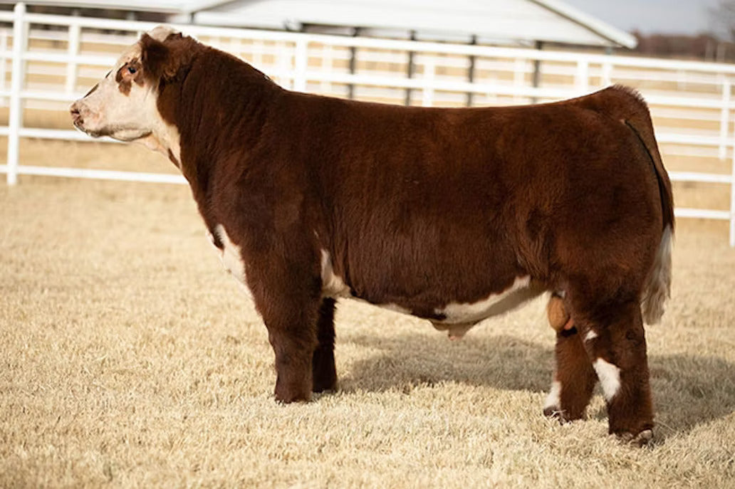 Gotcha Bull Semen * Genesource