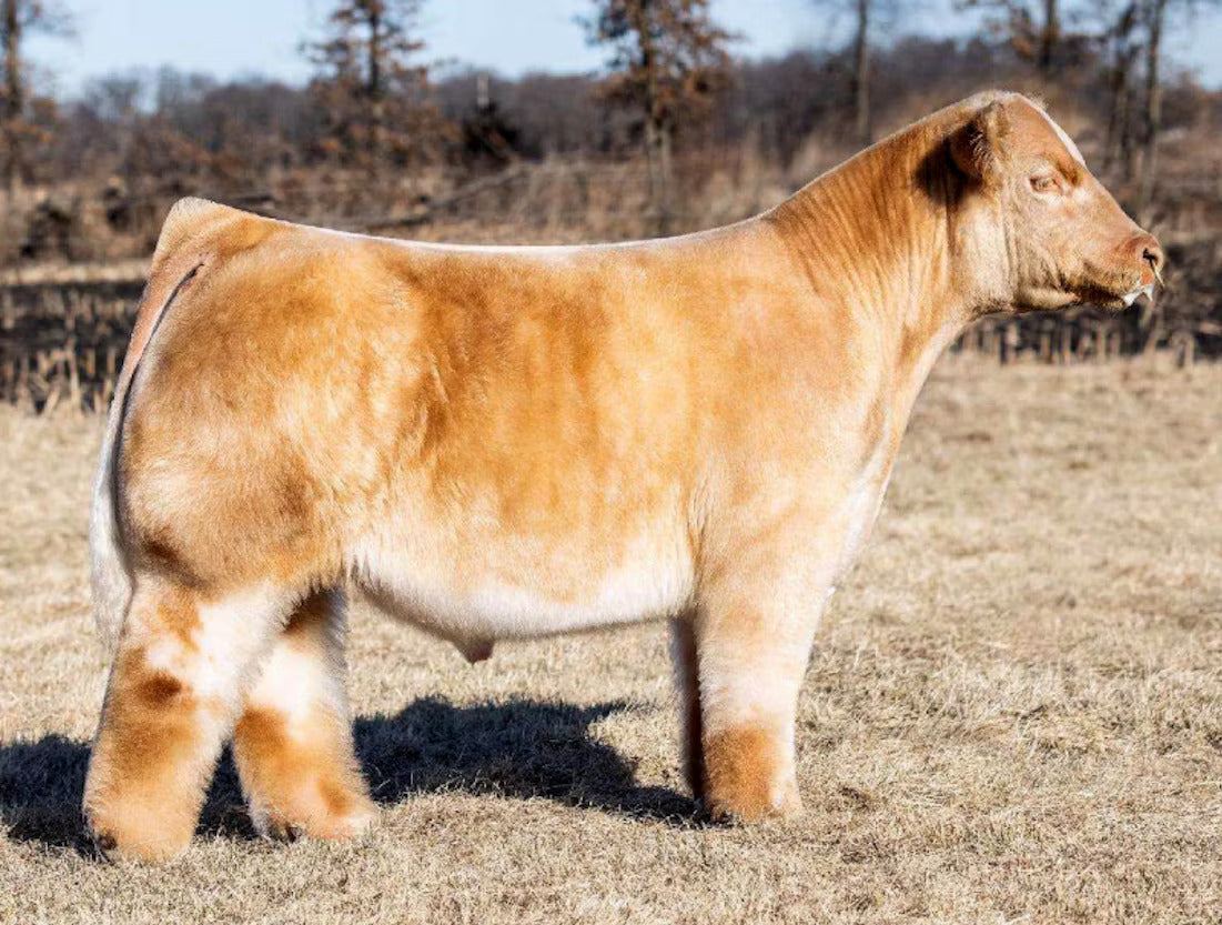 FSF Fire In The Hole Bull Semen * Genesource