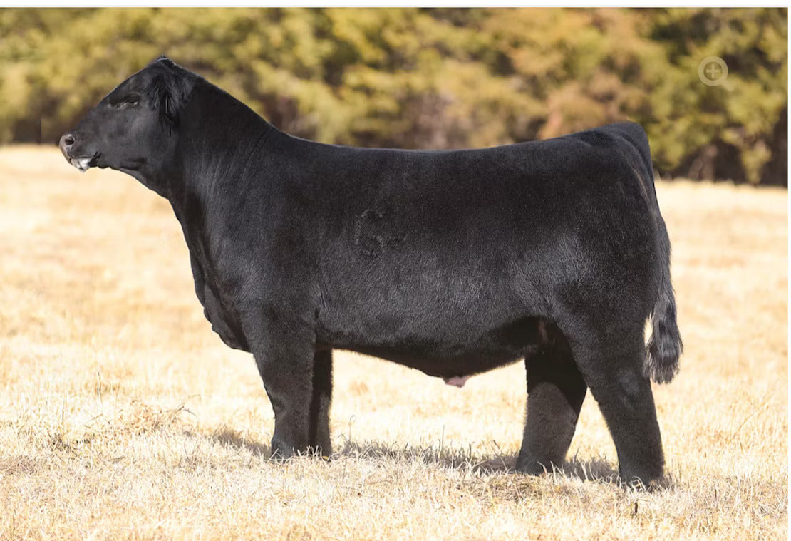 GCC New California 131J Bull Semen * Genesource