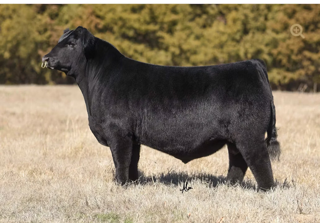 Vision Dr. Phil 2025 Bull Semen * Genesource