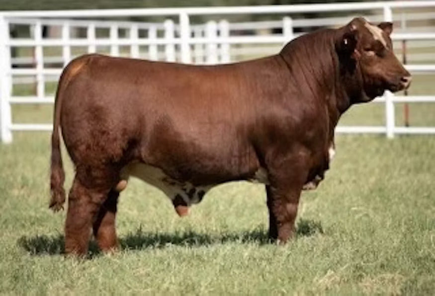 Rooster Bull Semen * Genesource