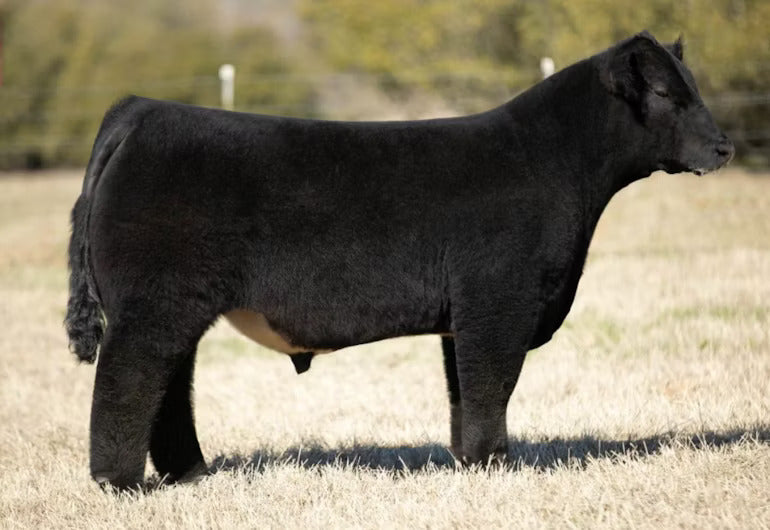Turning Point Bull Semen * Genesource