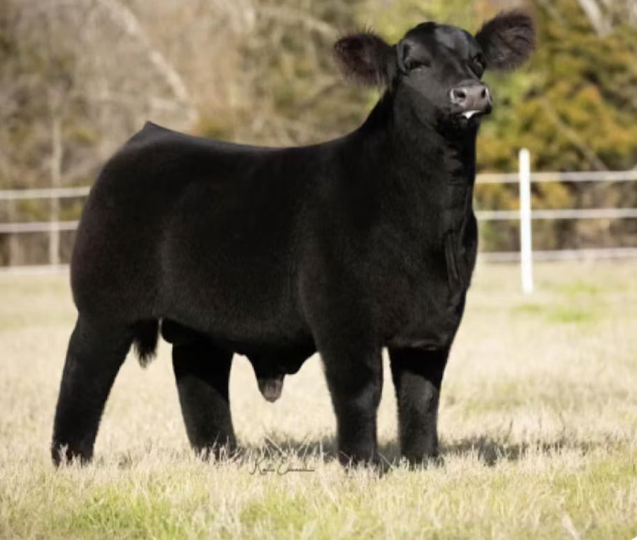Kimbo Bull Semen * Genesource