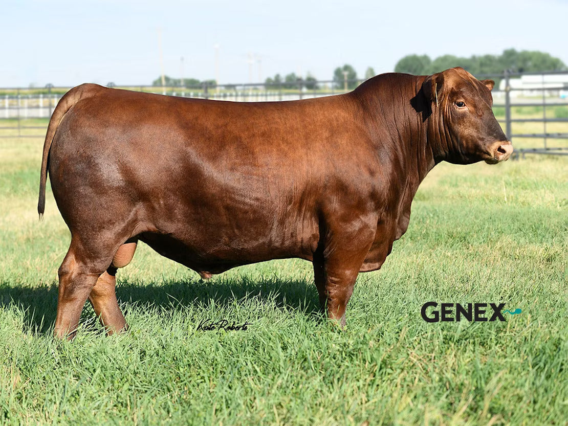 C-BAR Collateral 203J Bull Semen * Genesource