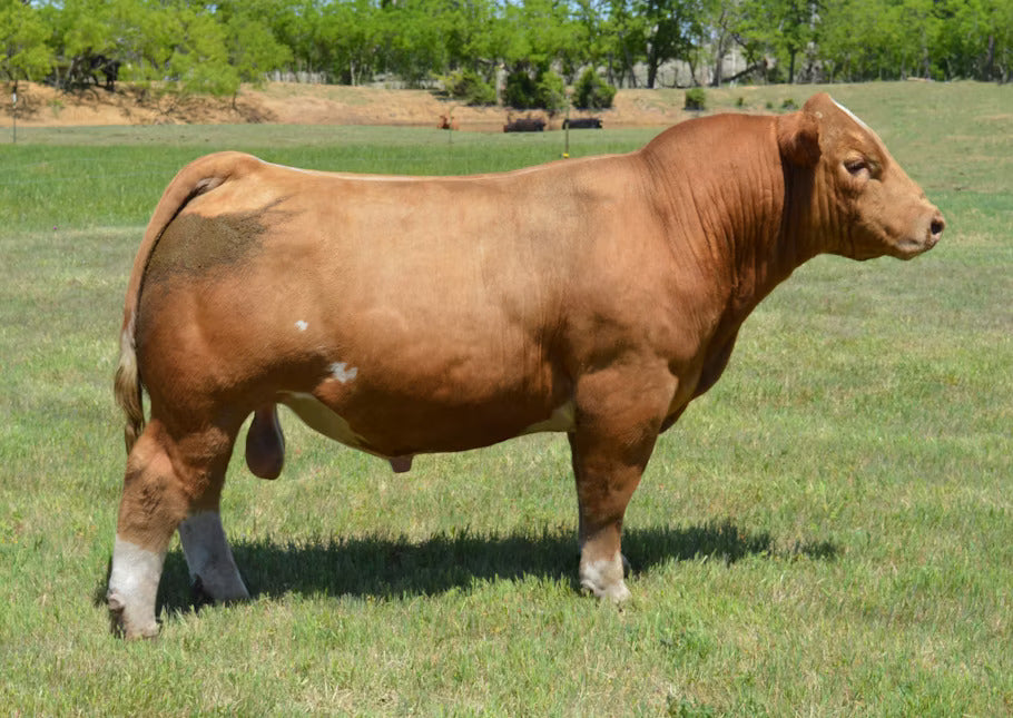 Say When Bull Semen * Genesource