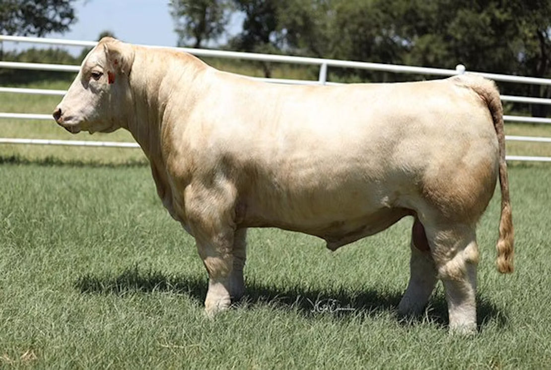 Keepin The Faith Bull Semen * Genesource