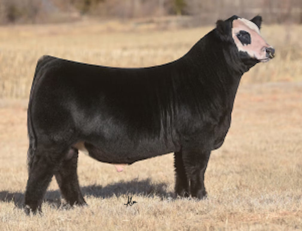 JSUL Dare 2 Compare 2312K Bull Semen * Genesource