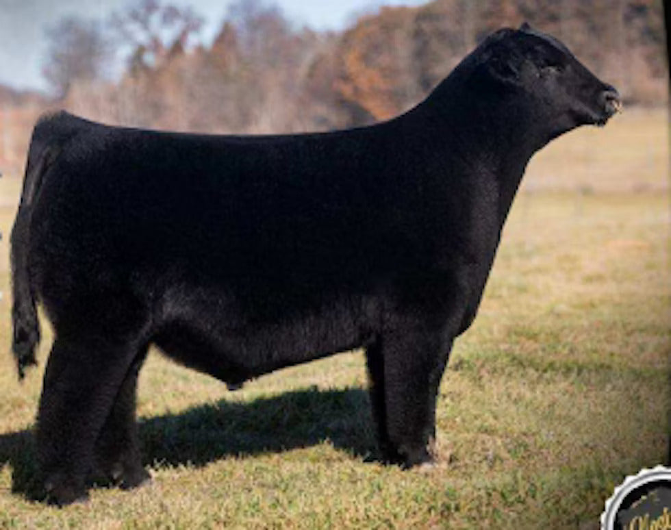 KABG Closing Time 30 Bull Semen * Genesource