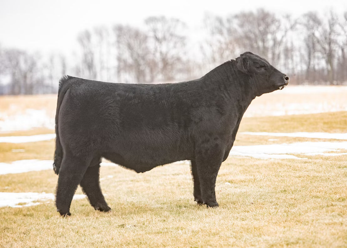 Trust Fund 305J Bull Semen * Genesource