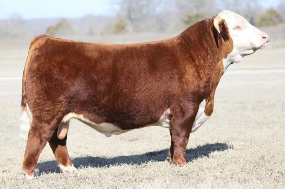 TCW Reno 81E 201K