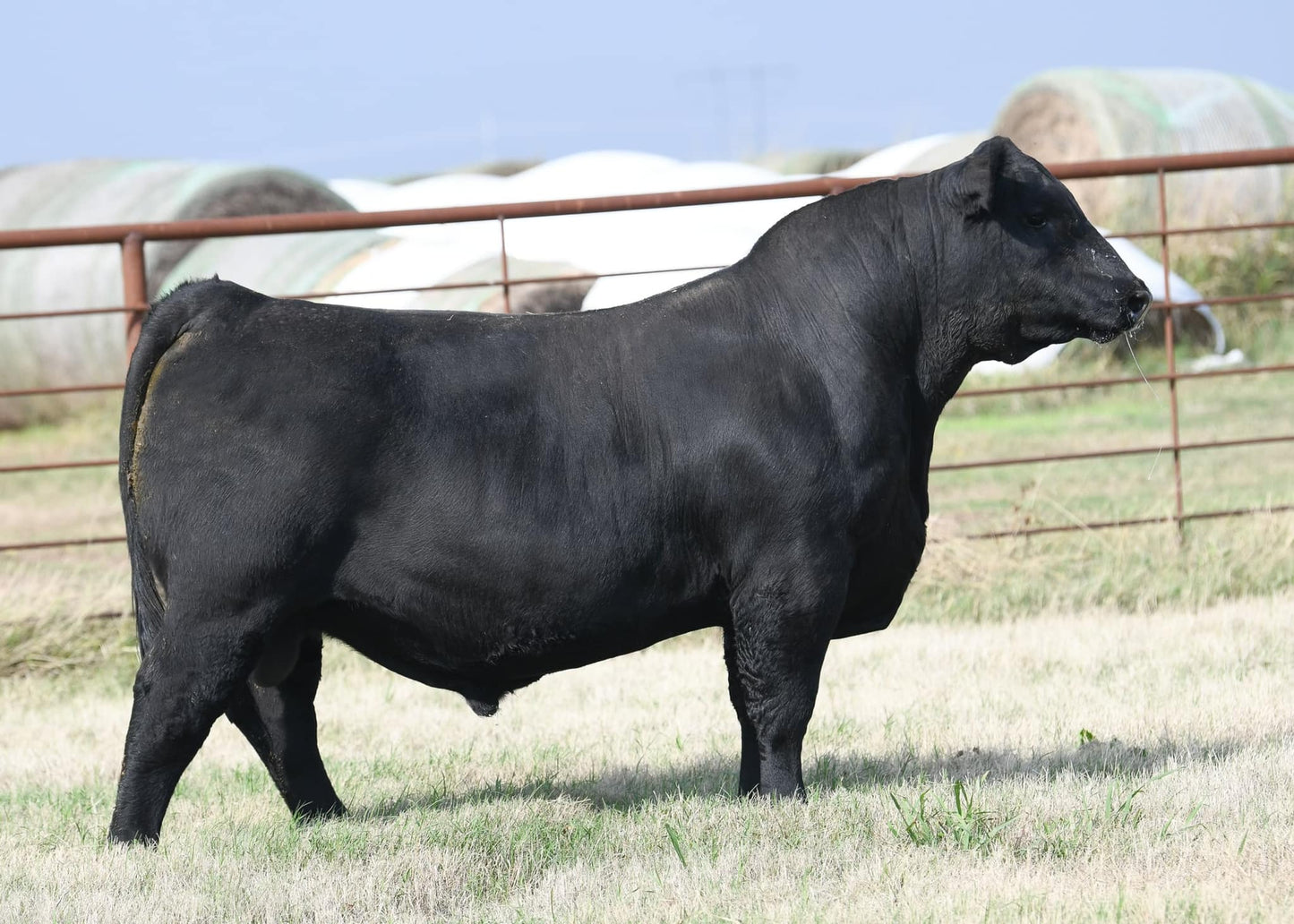 PENZ Bloodline 1449 Bull Semen * Genesource