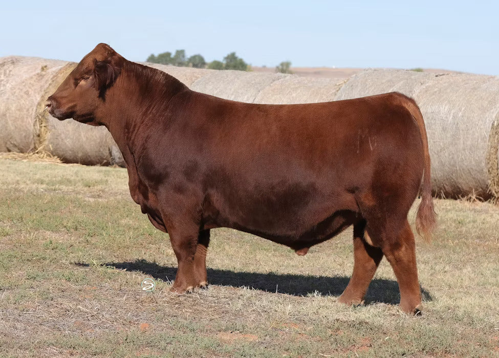 MF Trust In Me 0636 Bull Semen * Genesource