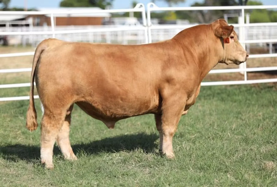 Return To Gold Bull Semen * Genesource