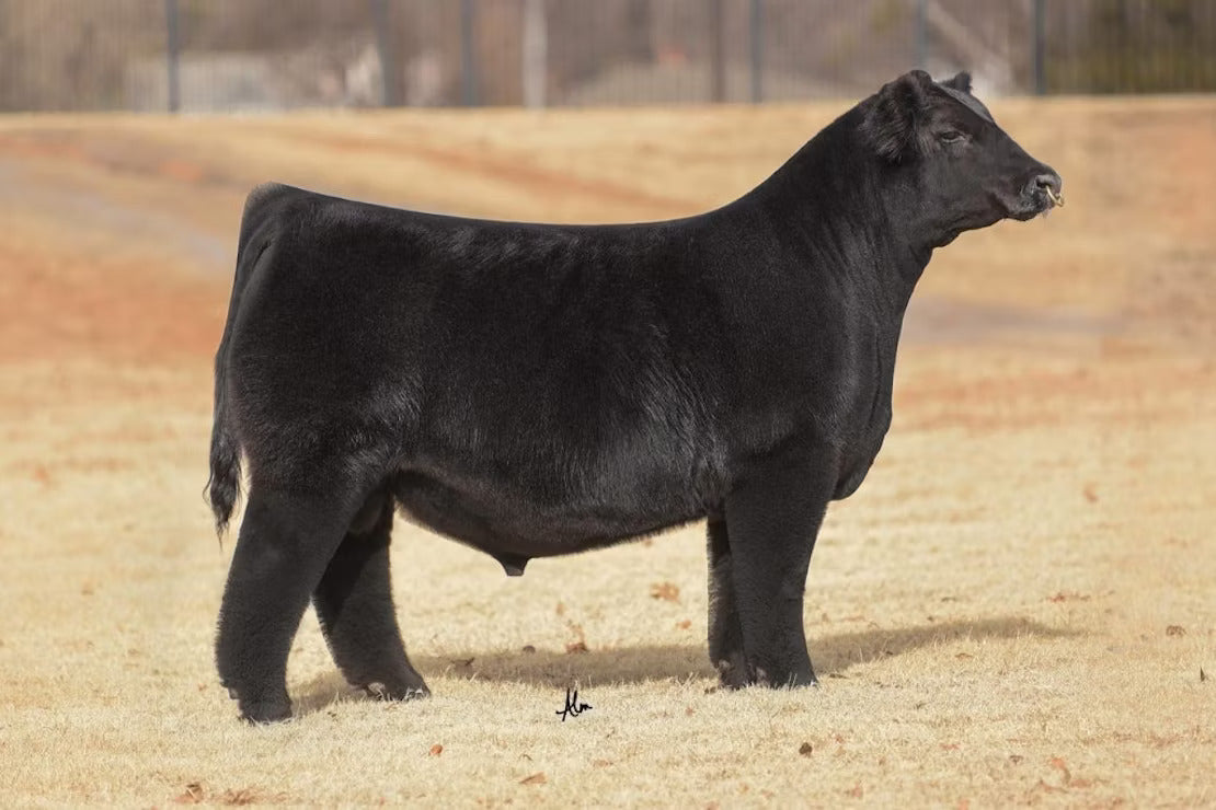 TLAC Safety First 1913J Bull Semen * Genesource