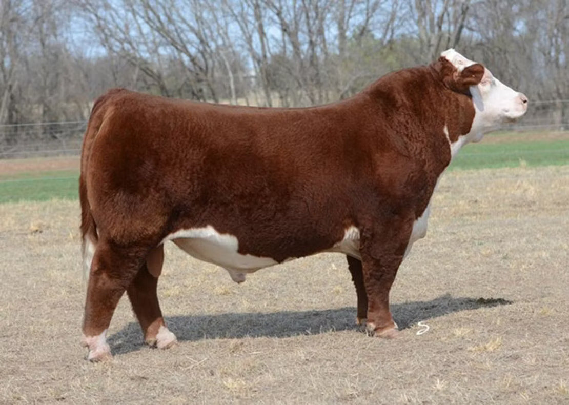 T/R BPF American Classic 561C ET