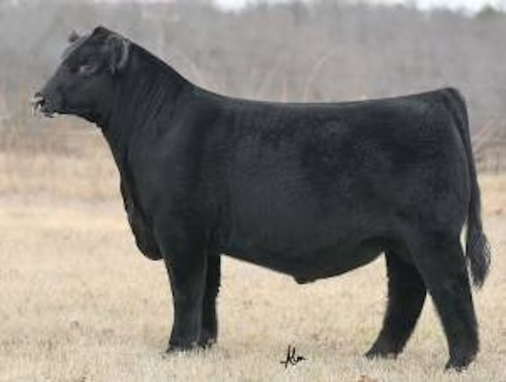 TCF DPL Gambino 303 Bull Semen * Genesource