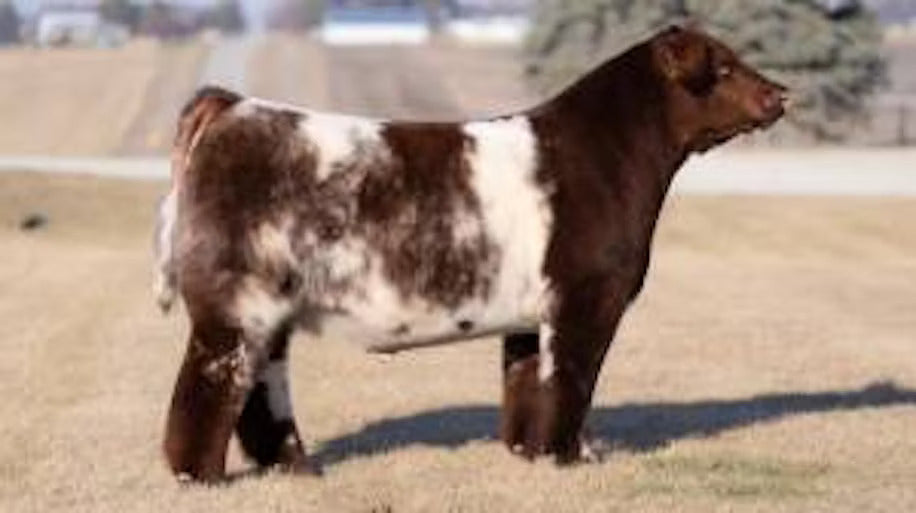 RJC S/N Lethal L116 Bull Semen * Genesource