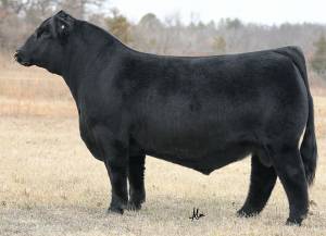 WLSF Firehouse 911K Bull Semen - Genesource