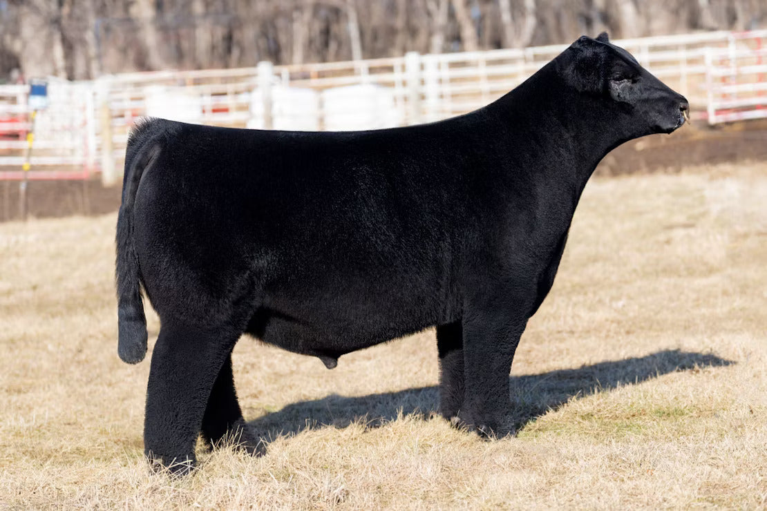 BBR Mafia M.A.X Bull Semen * Genesource