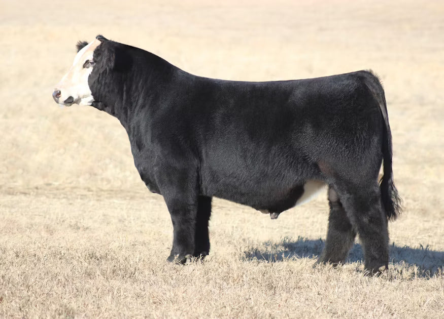 RJ Trust Fund 212K Bull Semen * Genesource