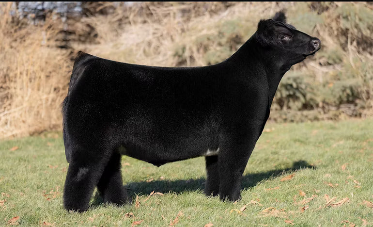 Reason To Praise Bull Semen * Genesource