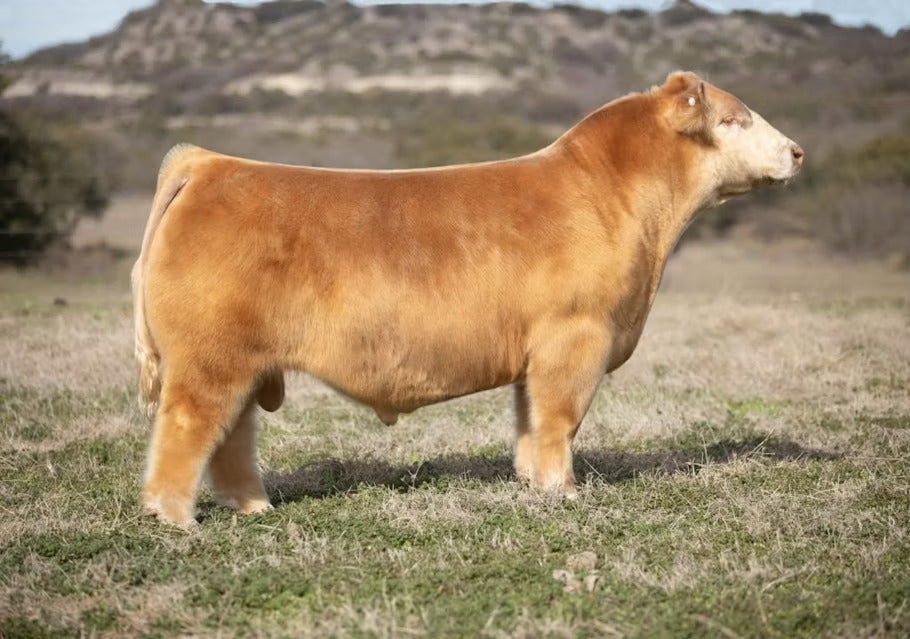 Six Shooter Bull Semen * Genesource