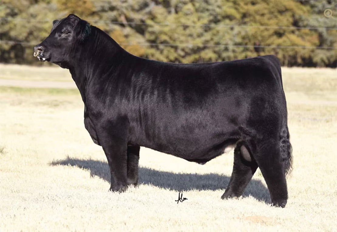 GCC JSUL I Am Sam Bull Semen * Genesource