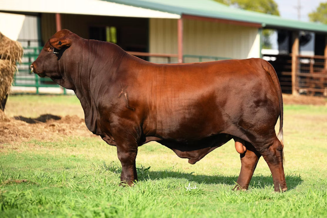 XL Pendleton 253 ET Bull Semen * Genesource