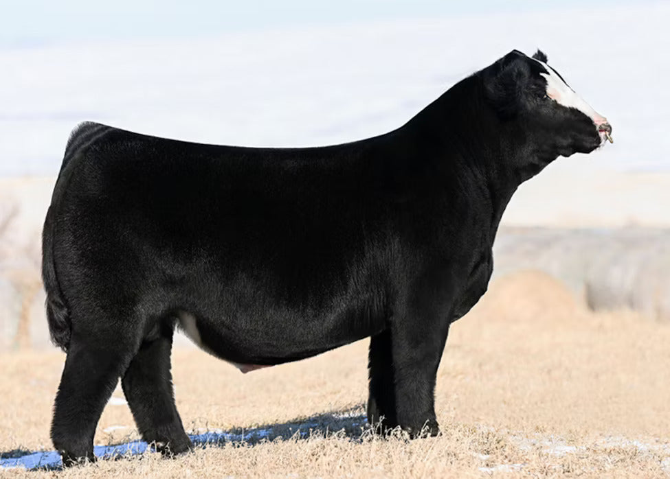 Next Level Bull Semen * Genesource