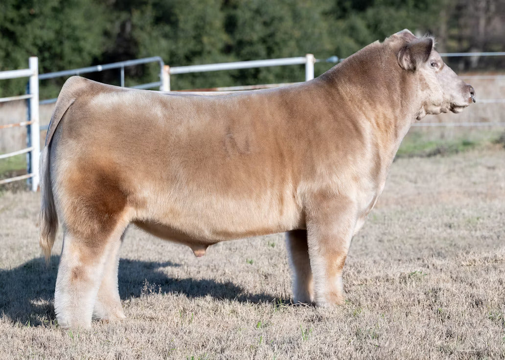 God's Plan Bull Semen * Genesource