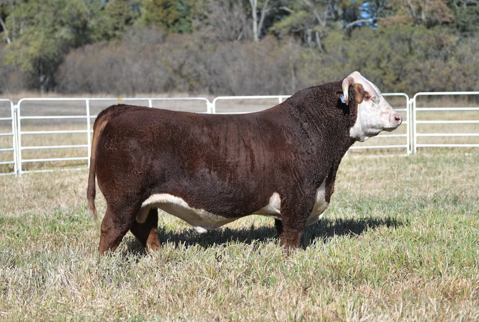 DF Hector 19H Bull Semen * Genesource