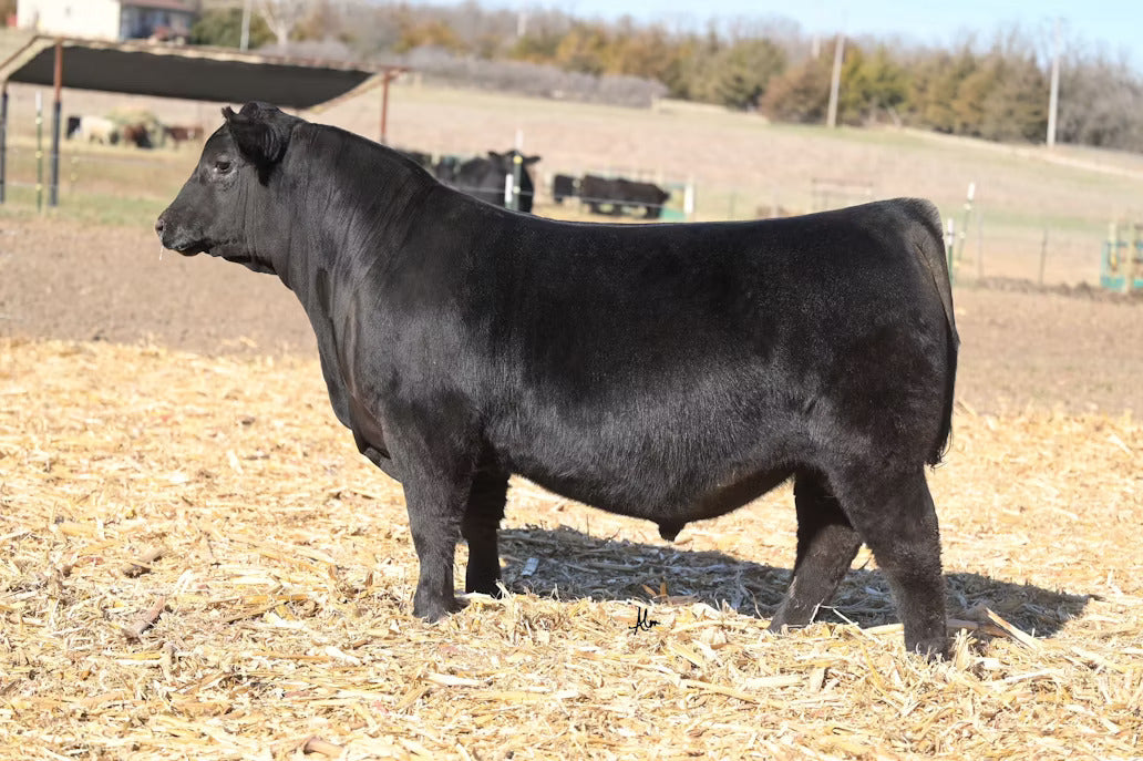 STAG Lawless 311 ET Bull Semen * Genesource