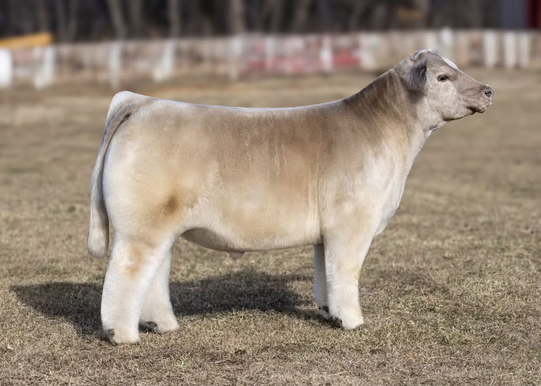 Iceman Bull Semen * Genesource
