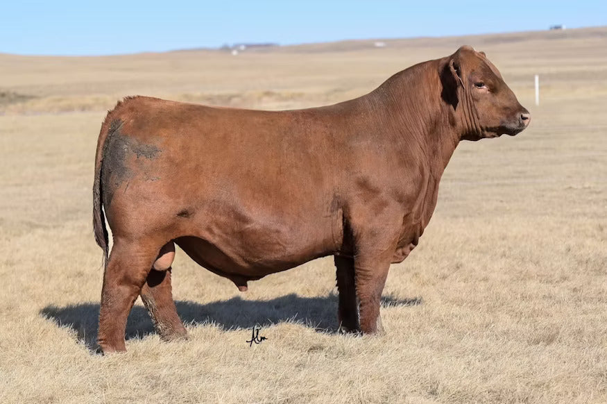 ROSE WEBR Powerglide 2109 Bull Semen * Genesource