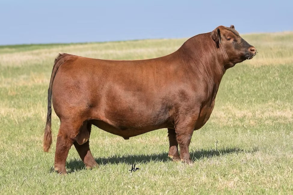 NIO Progressive 1179 Bull Semen * Genesource
