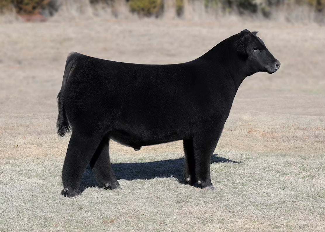 Peace On Earth Bull Semen * Genesource