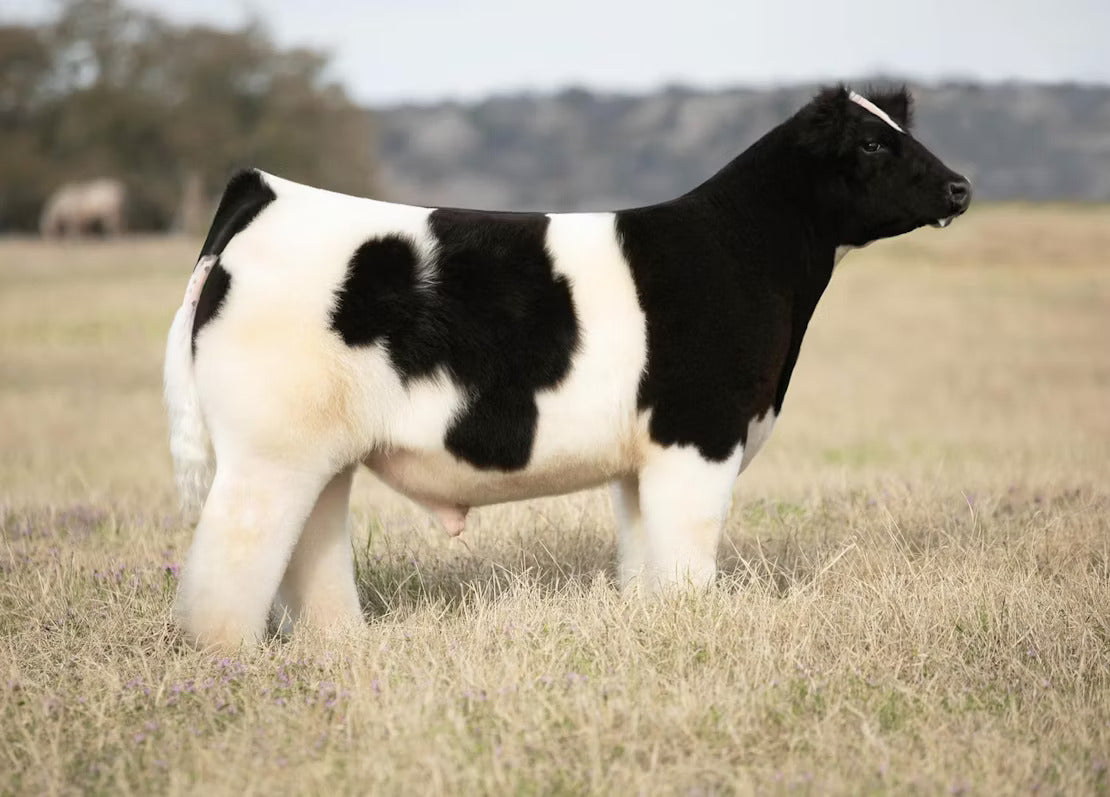 Great 1 Bull Semen * Genesource